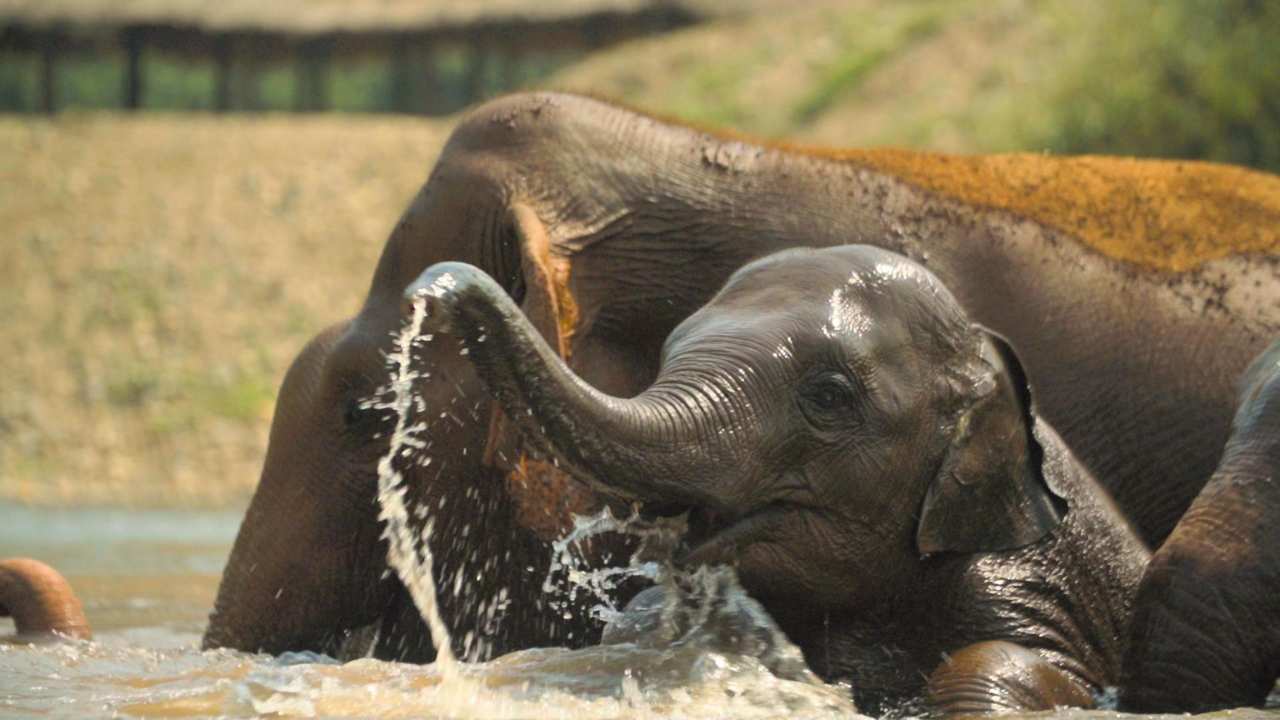 a baby elephant in the water